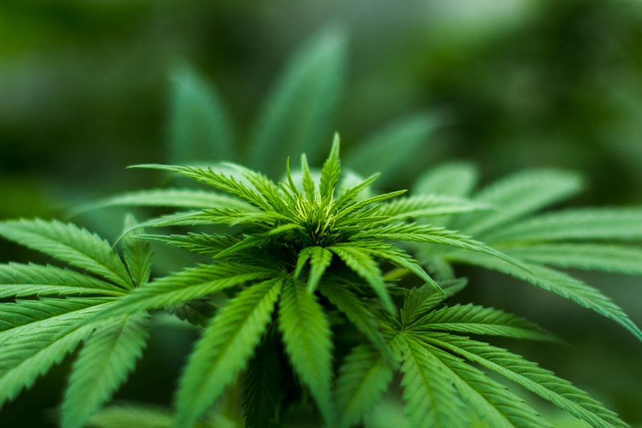 vape tank